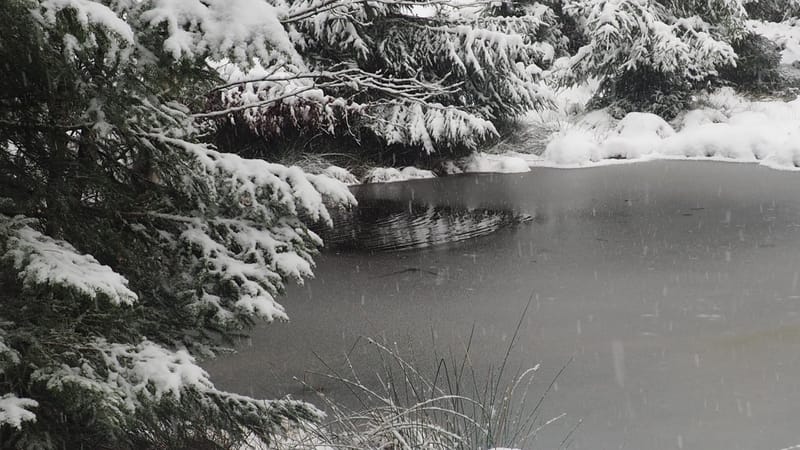 Hiver 2020-2021 - Il a neigé