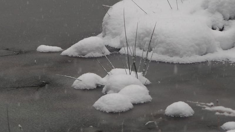 Hiver 2020-2021 - Il a neigé