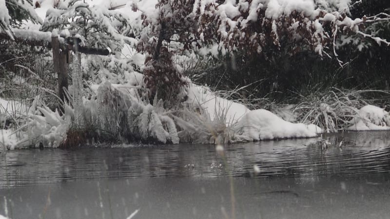 Hiver 2020-2021 - Il a neigé