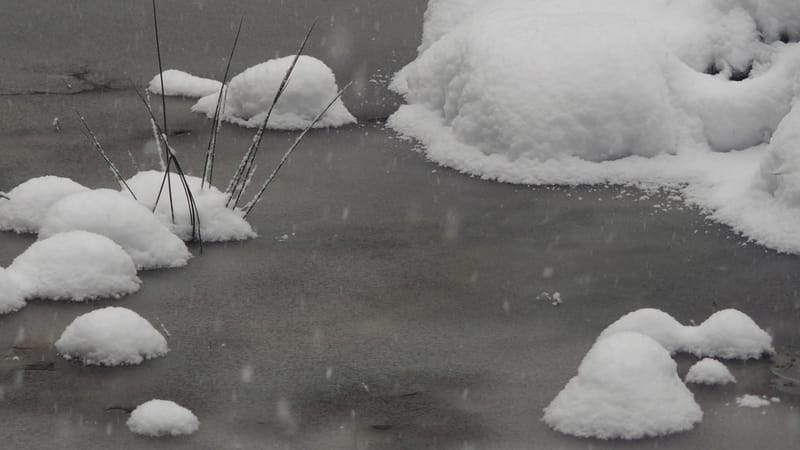 Hiver 2020-2021 - Il a neigé