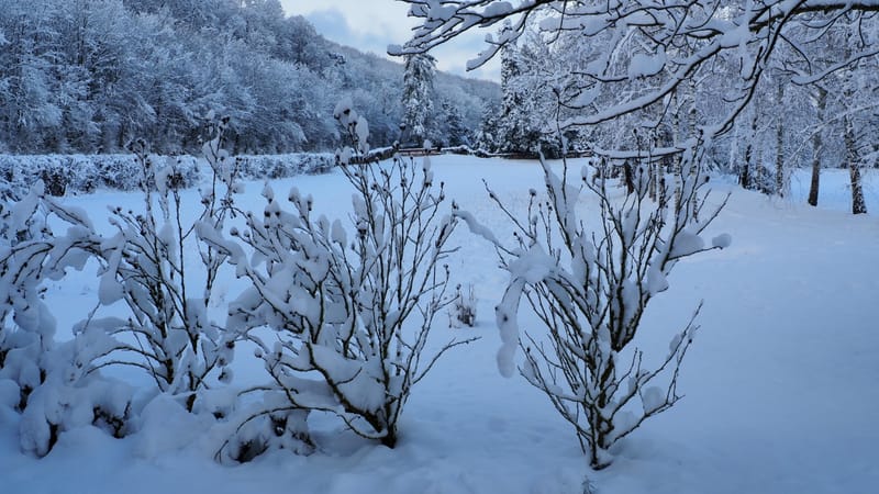 Hiver 2020-2021 - Il a neigé