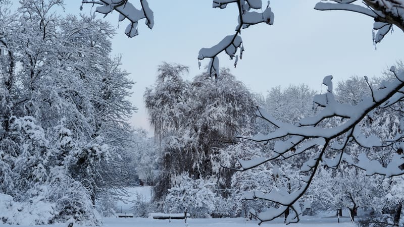Hiver 2020-2021 - Il a neigé