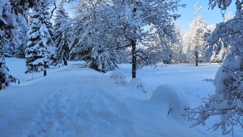 Hiver 2020-2021 - Il a neigé