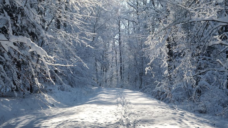 Hiver 2020-2021 - Il a neigé