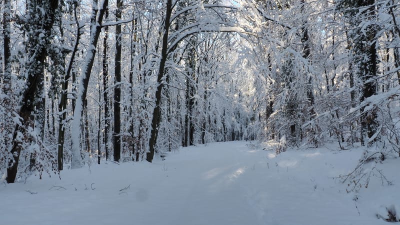 Hiver 2020-2021 - Il a neigé