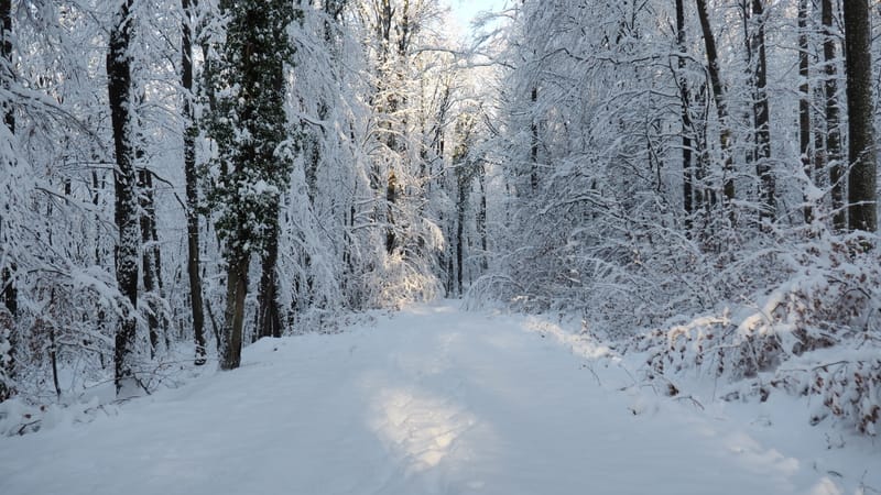 Hiver 2020-2021 - Il a neigé