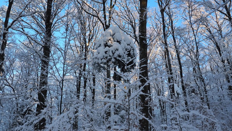 Hiver 2020-2021 - Il a neigé