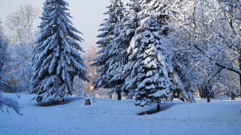 Hiver 2020-2021 - Il a neigé