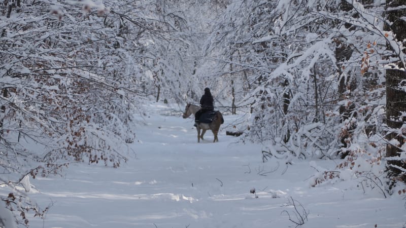 Hiver 2020-2021 - Il a neigé