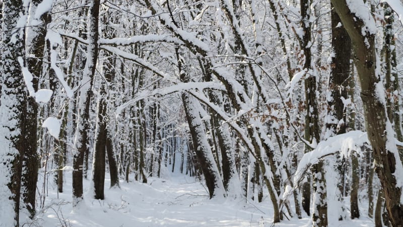 Hiver 2020-2021 - Il a neigé