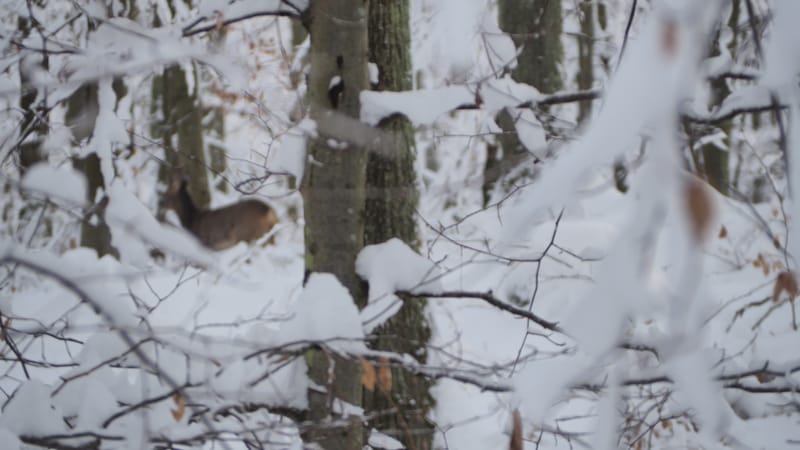 Hiver 2020-2021 - Il a neigé