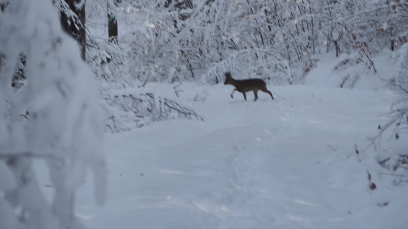 Hiver 2020-2021 - Il a neigé