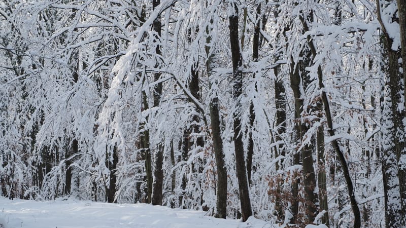 Hiver 2020-2021 - Il a neigé