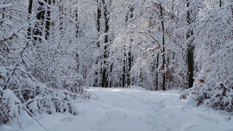 Hiver 2020-2021 - Il a neigé