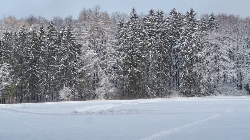 Hiver 2020-2021 - Il a neigé