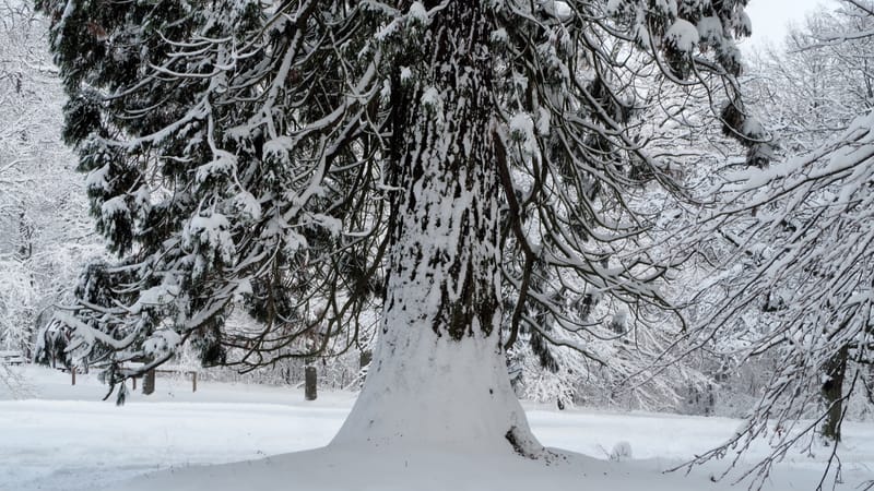 Hiver 2020-2021 - Il a neigé