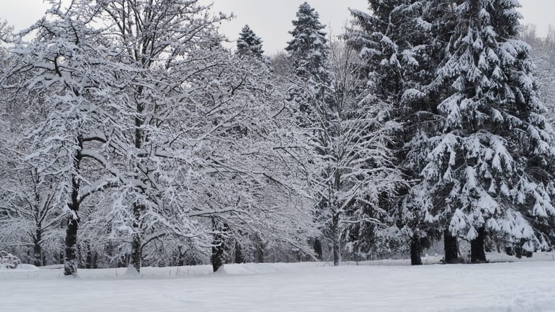 Hiver 2020-2021 - Il a neigé