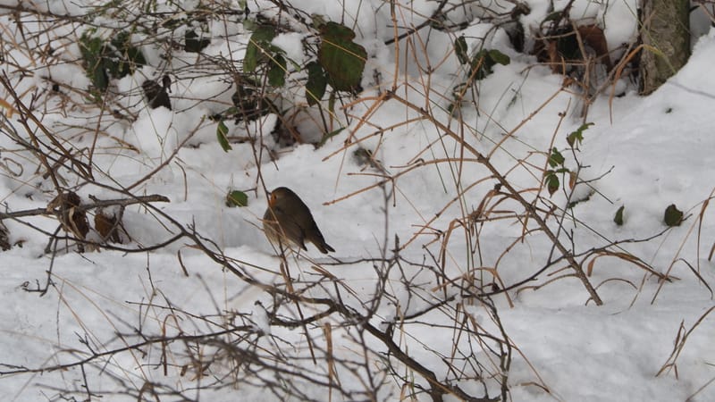 Hiver 2020-2021 - Il a neigé