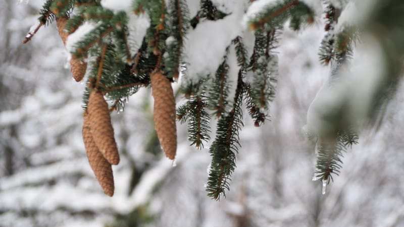 Hiver 2020-2021 - Il a neigé