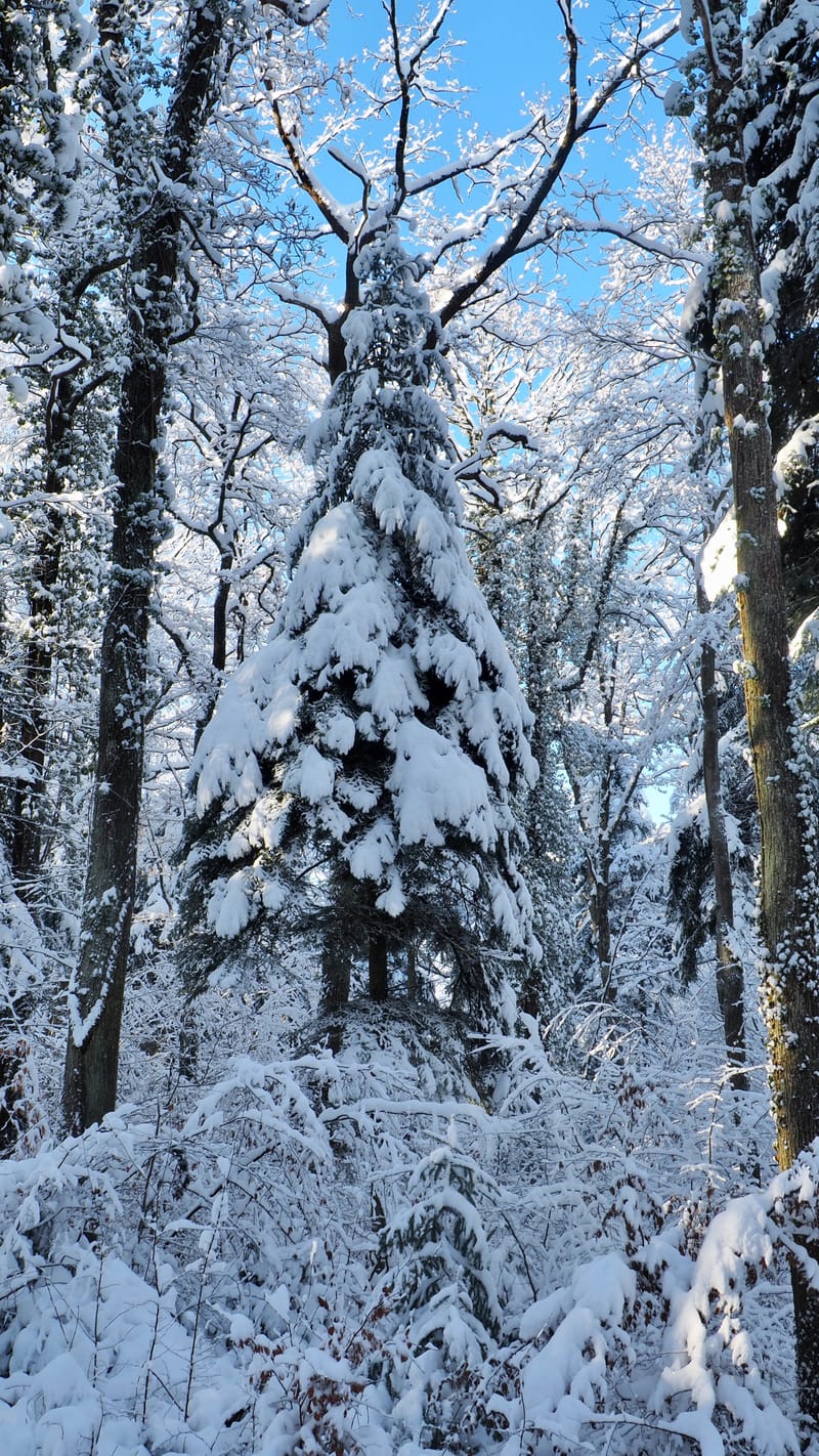 Hiver 2020-2021 - Il a neigé