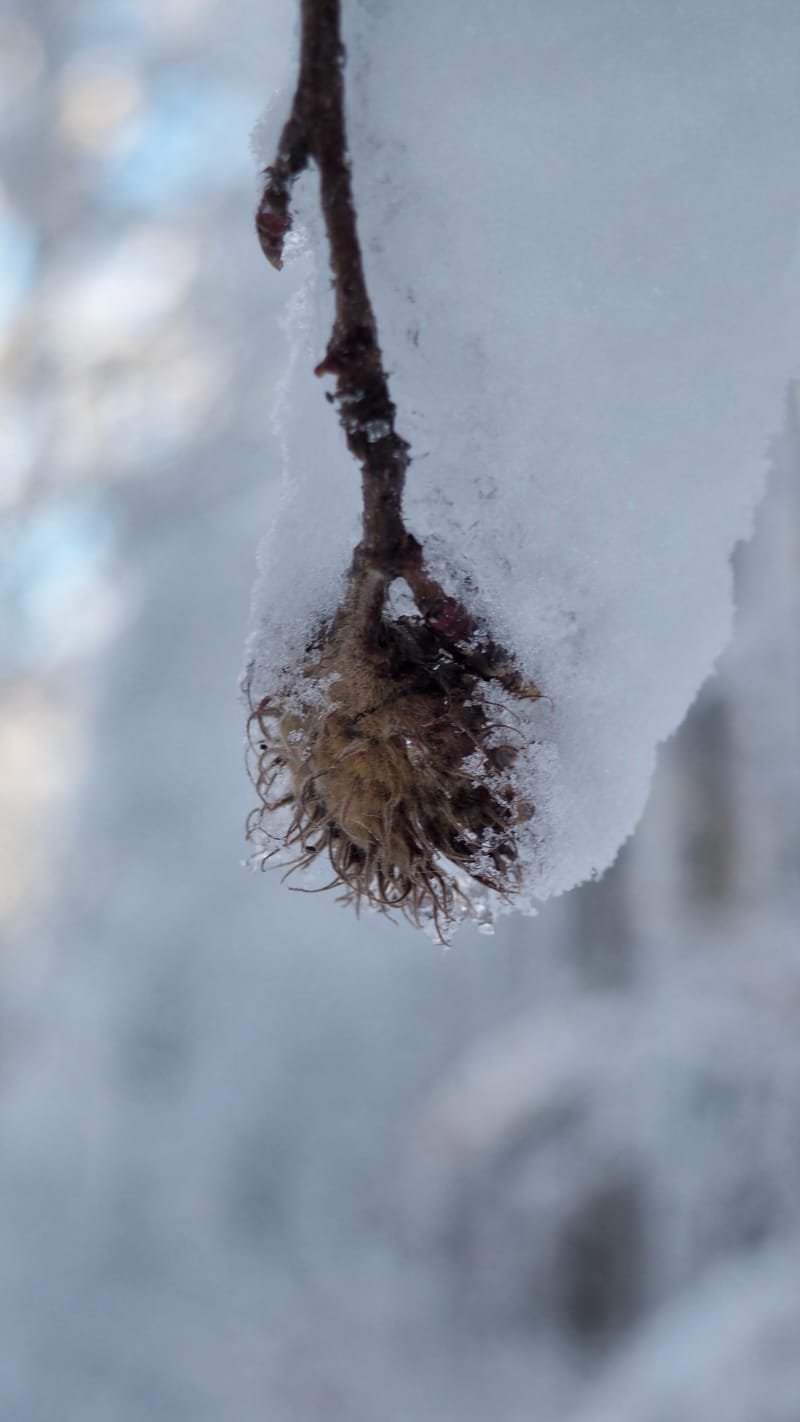 Hiver 2020-2021 - Il a neigé