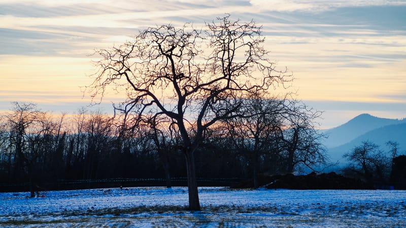 Tout passe, même l'hiver ! Le printemps reviendra
