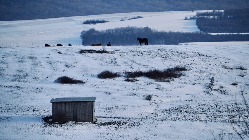 Tout passe, même l'hiver ! Le printemps reviendra