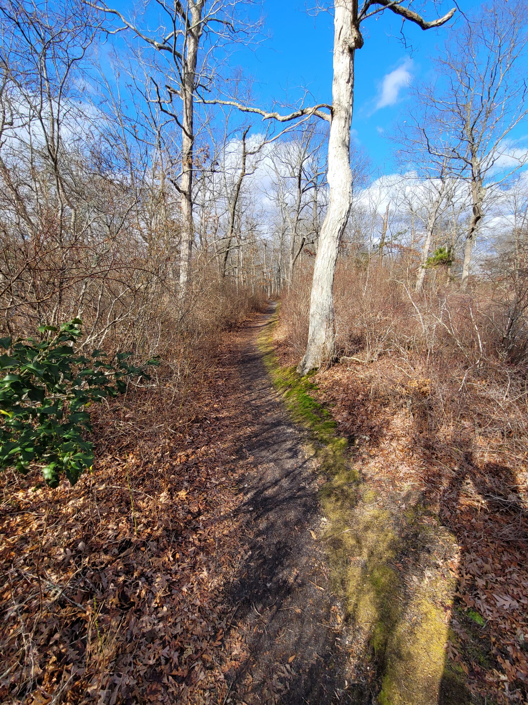 Connetquot River State Park Preserve (Oakdale, NY)