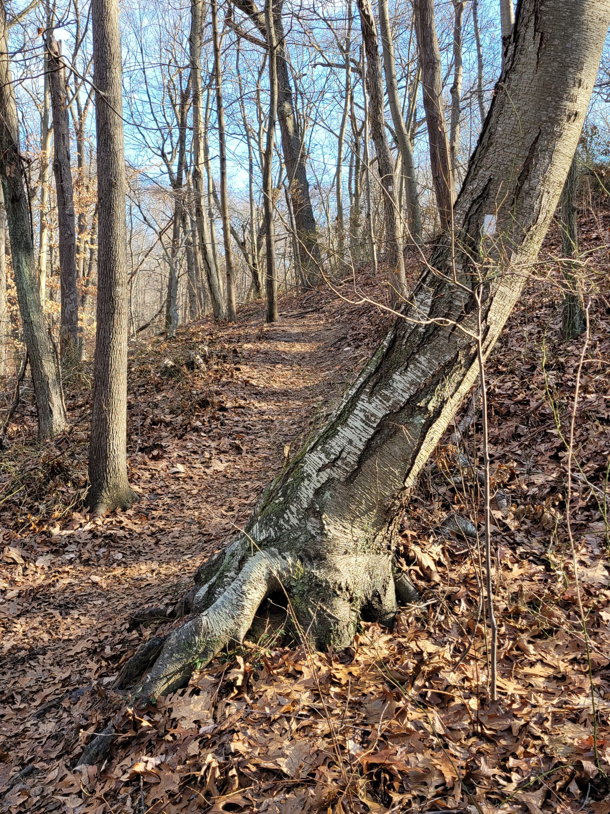 Makamah Nature Preserve Trails (Fort Salonga, NY)