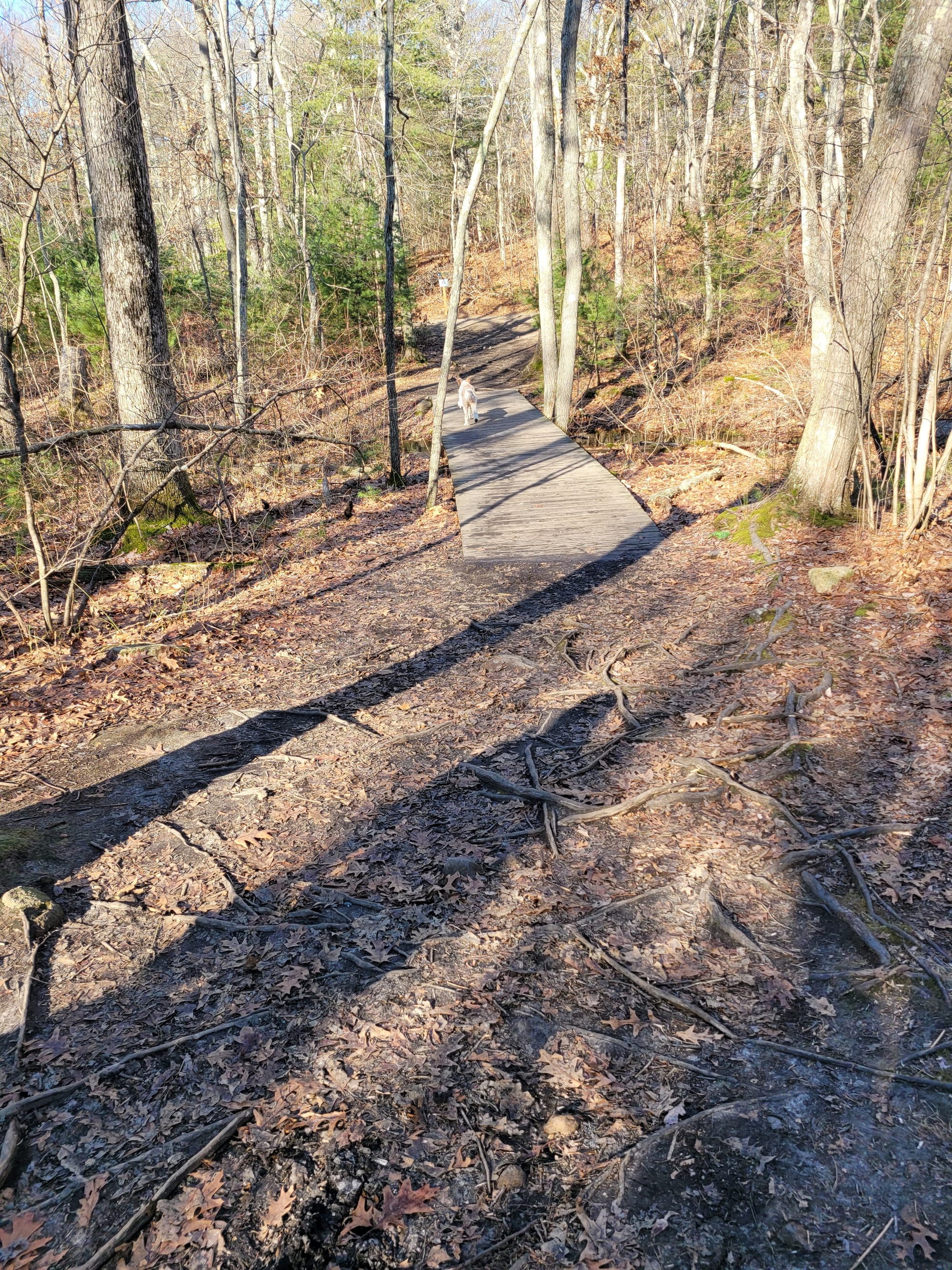 Noanet Woodlands Hiking Trails (Dover, MA)