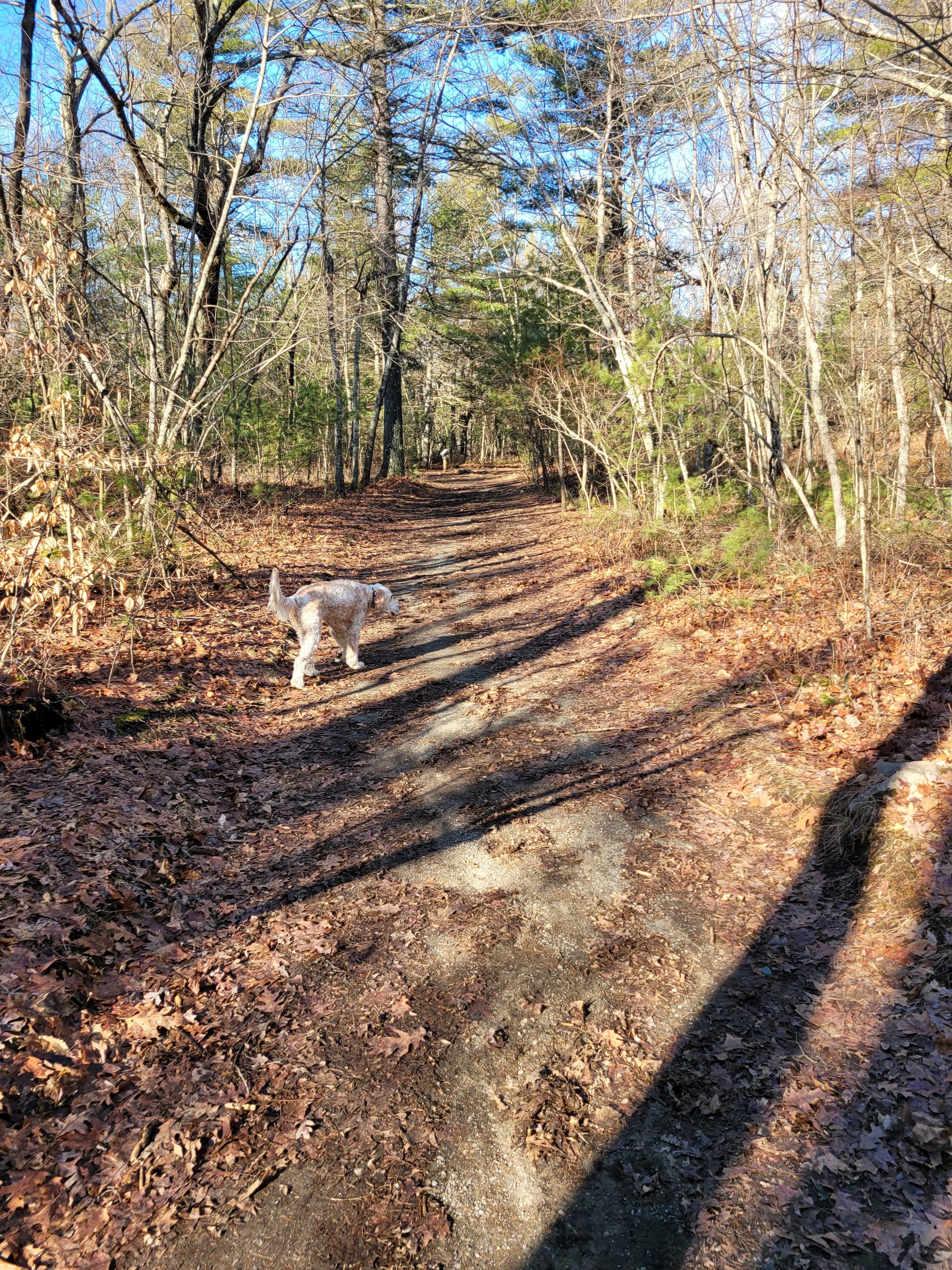 Noanet Woodlands Hiking Trails (Dover, MA)