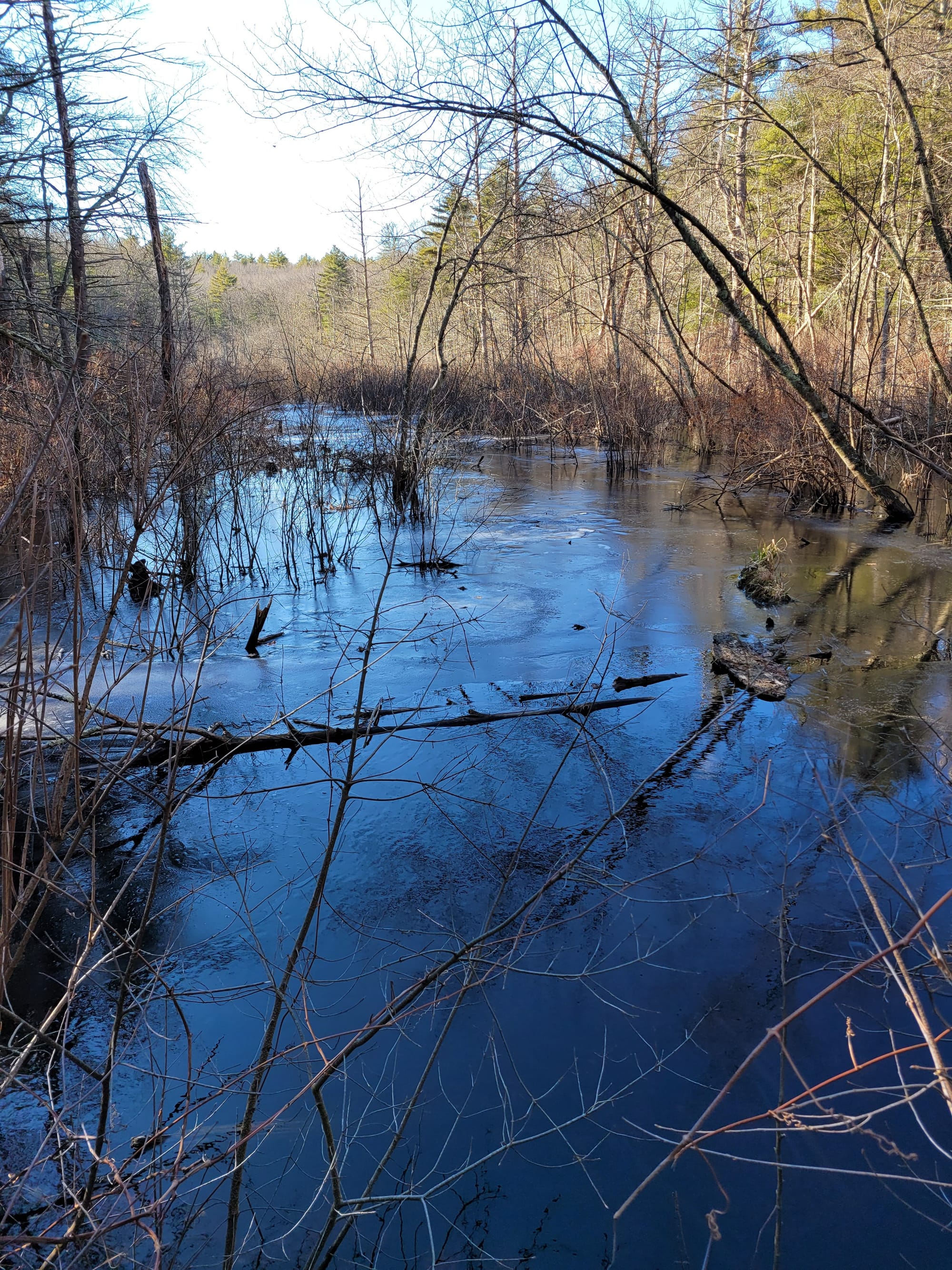 Noanet Woodlands Hiking Trails (Dover, MA)