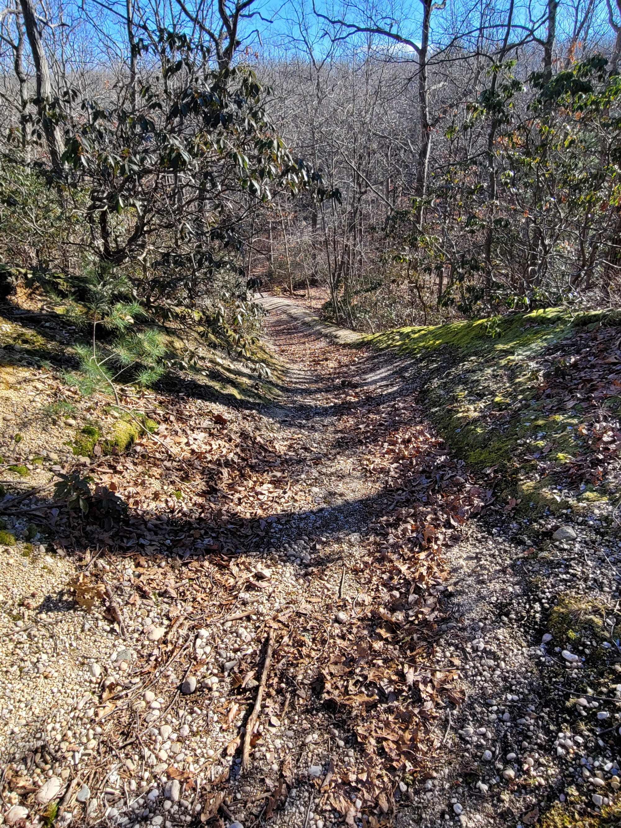 Stillwell Woods Preserve (Woodbury, NY)