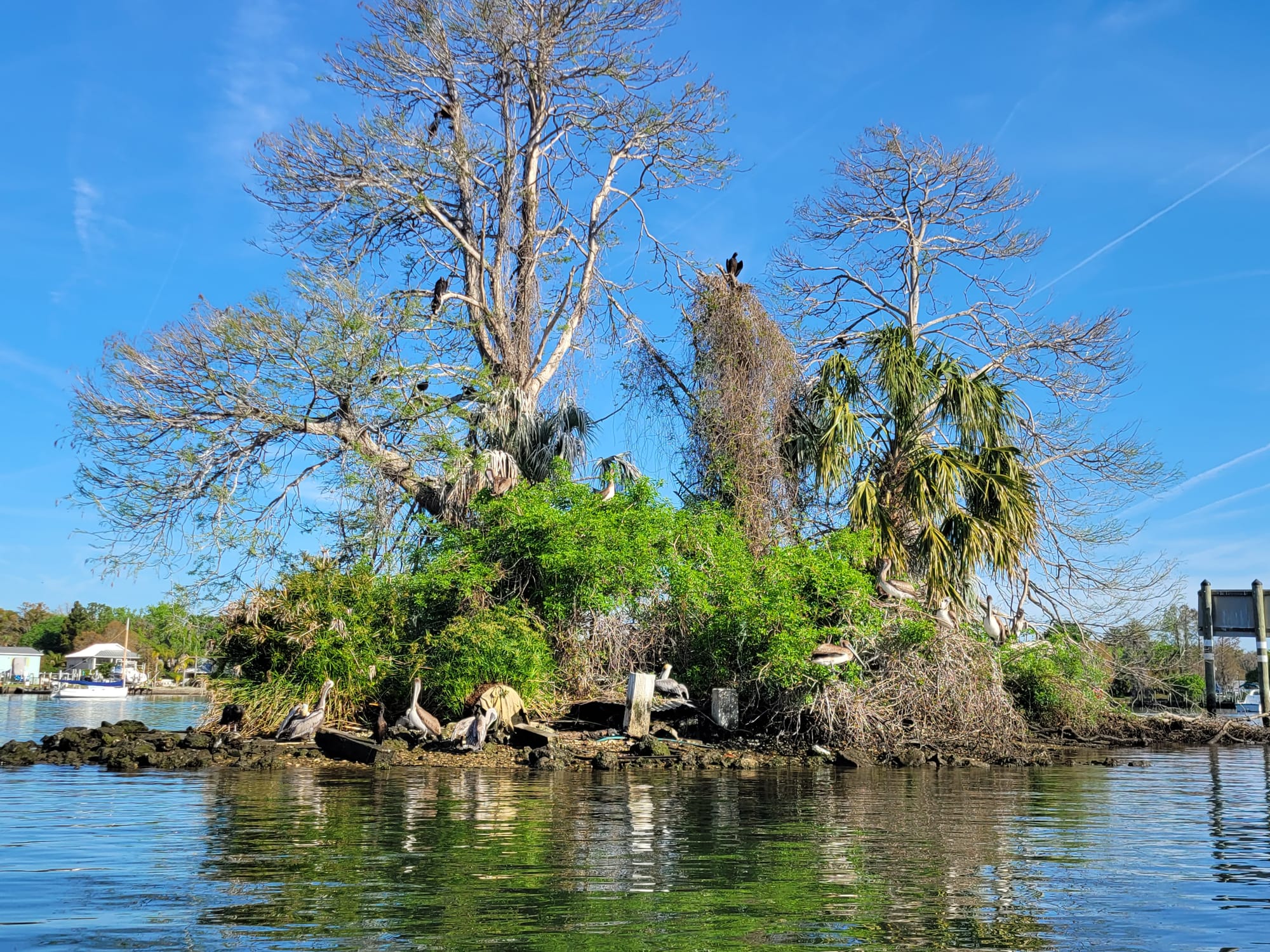 Paddle Outdoor Rentals  (Crystal River, Florida) - Pelican Island - March 2021