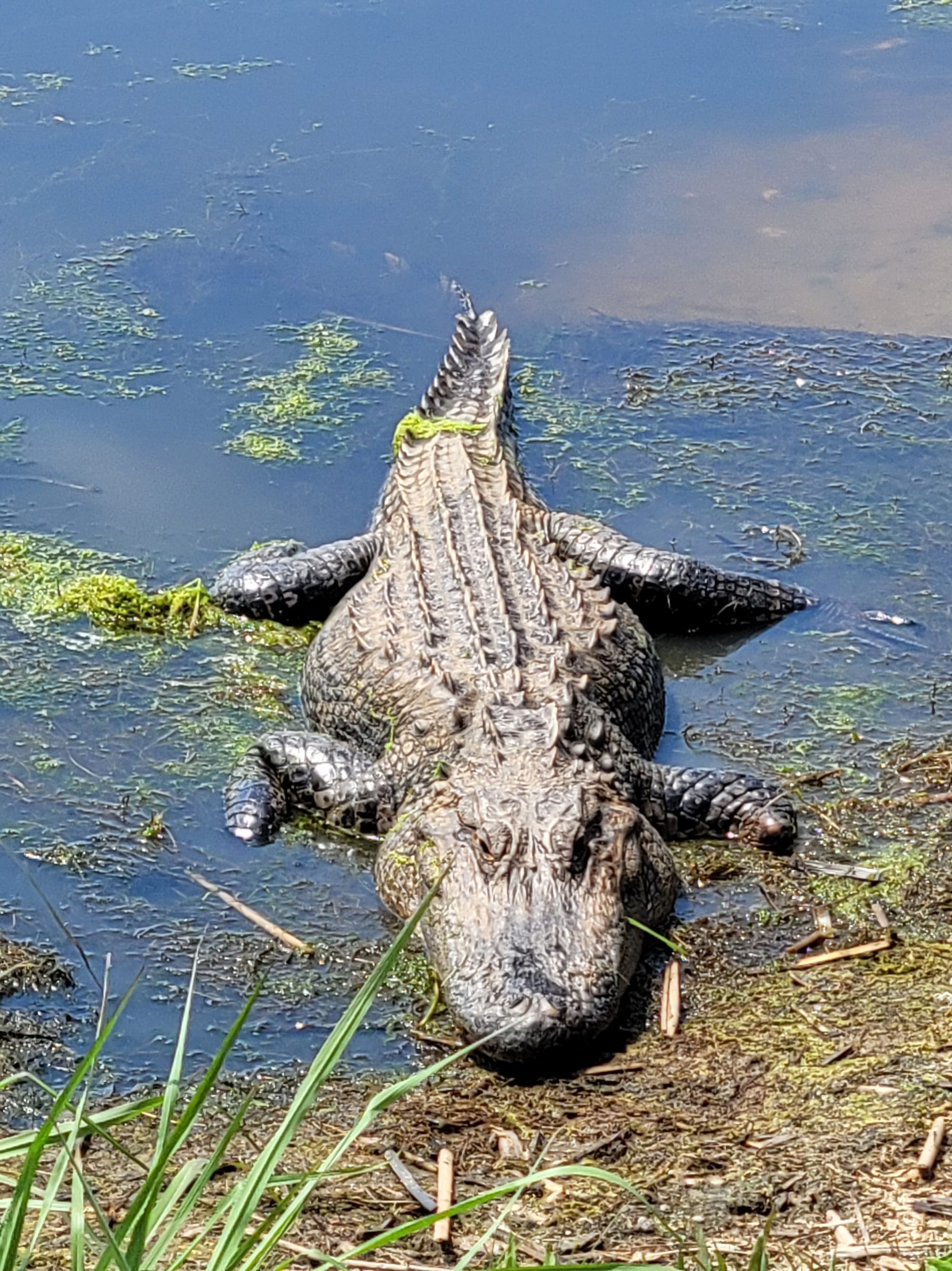 REI Trip: Bulls Island - Alligator Habitat