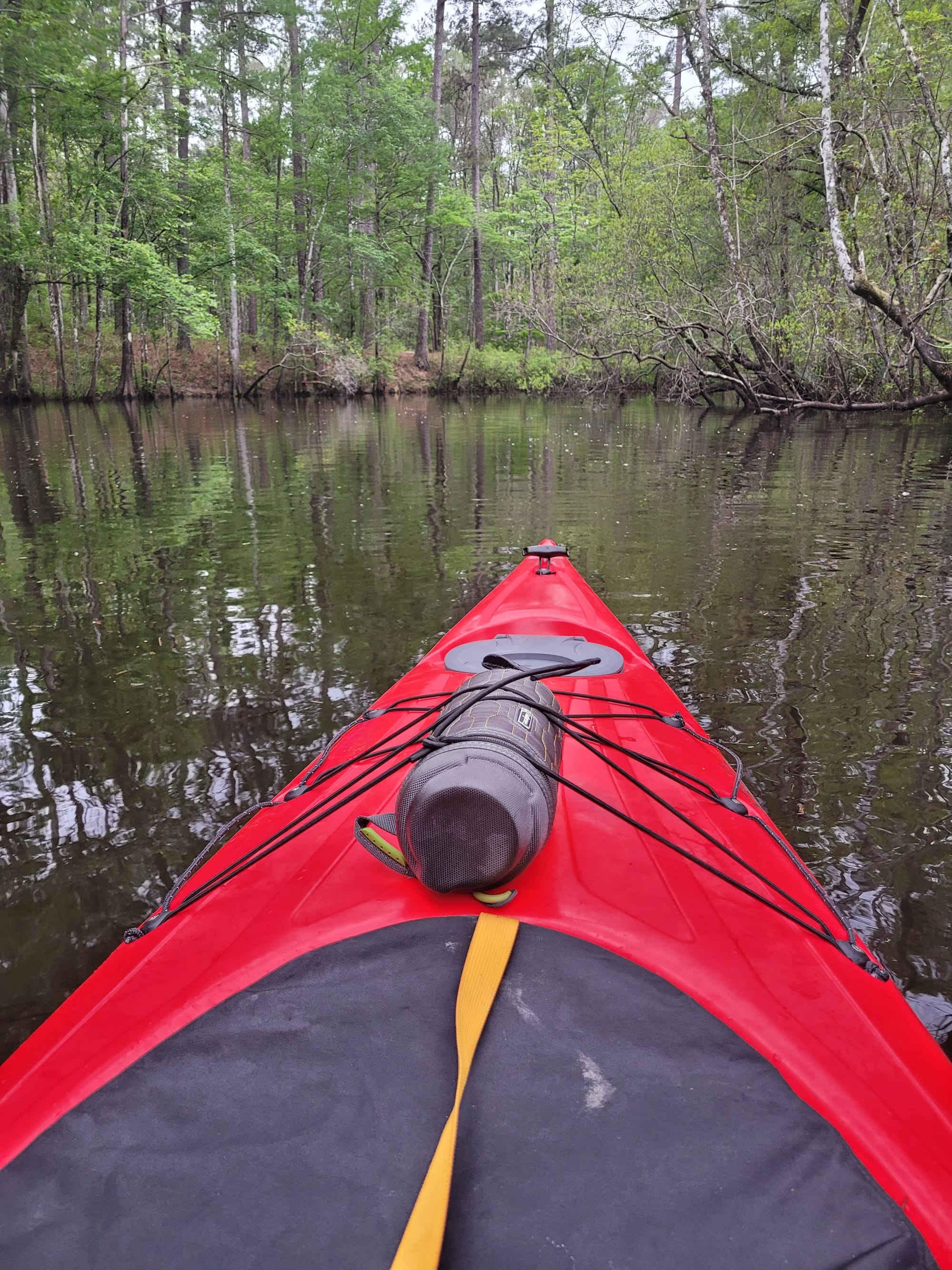 REI Trip: Kayaking from Still Landing on the Wambaw Creek in the Francis Marion National Forest