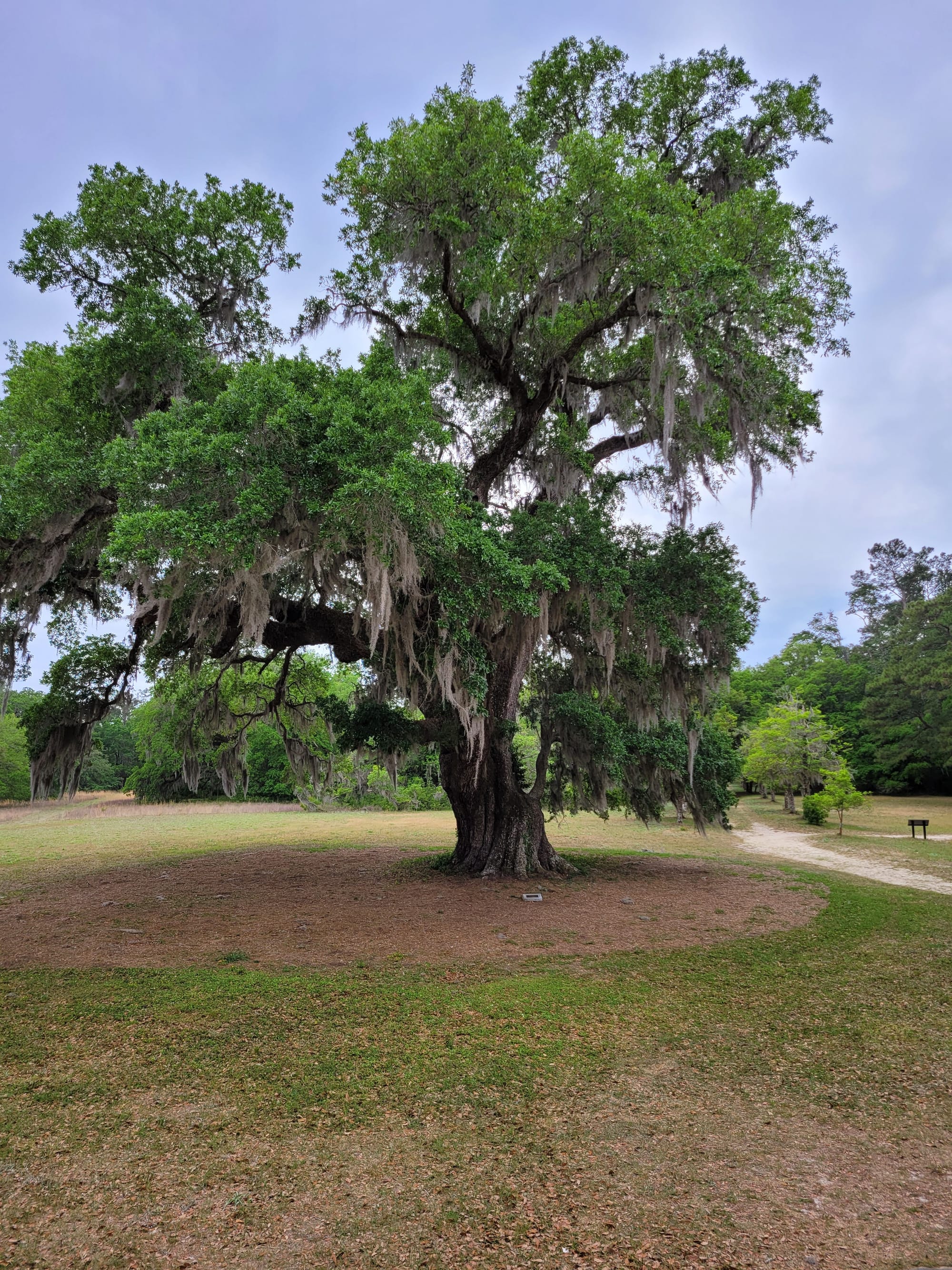 REI Trip: Hampton Plantation State Historic Site - Washington Oak 1791