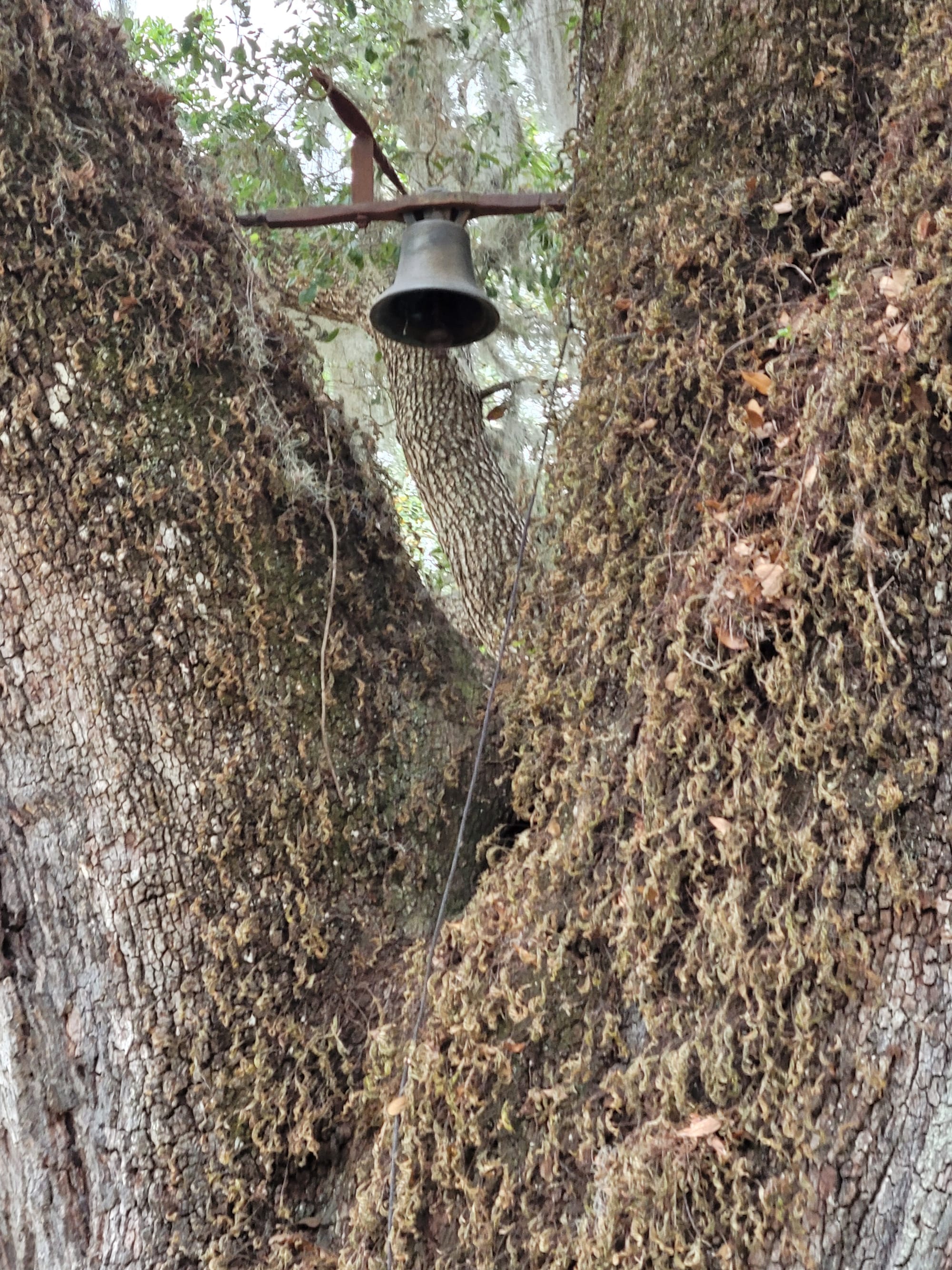 REI Trip: Hampton Plantation State Historic Site - Washington Oak 1791- Bell