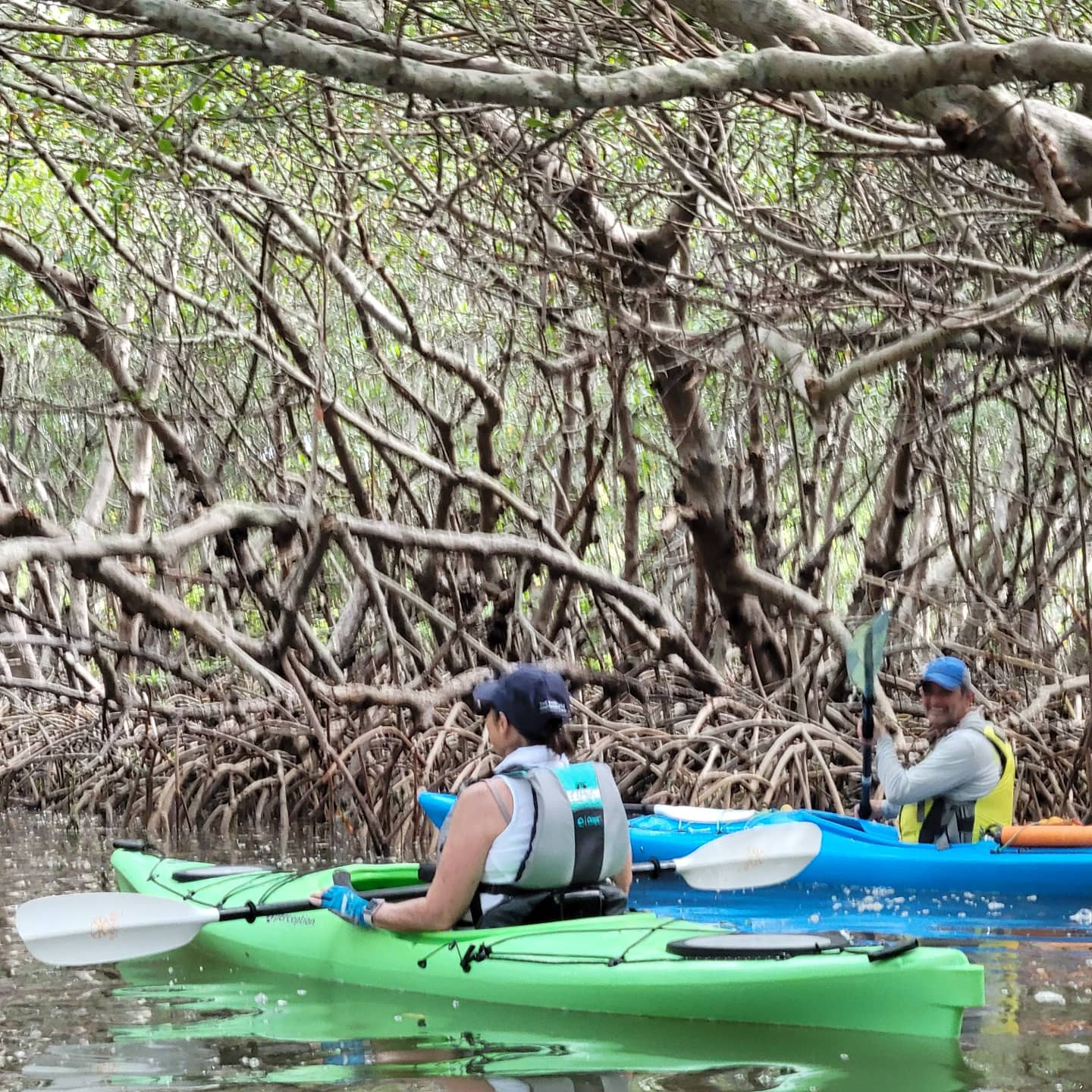 Coastal Kayak Charters tour of the Shell Key Preserve - Mangrove Tunnel - St. Petersburg, Florida