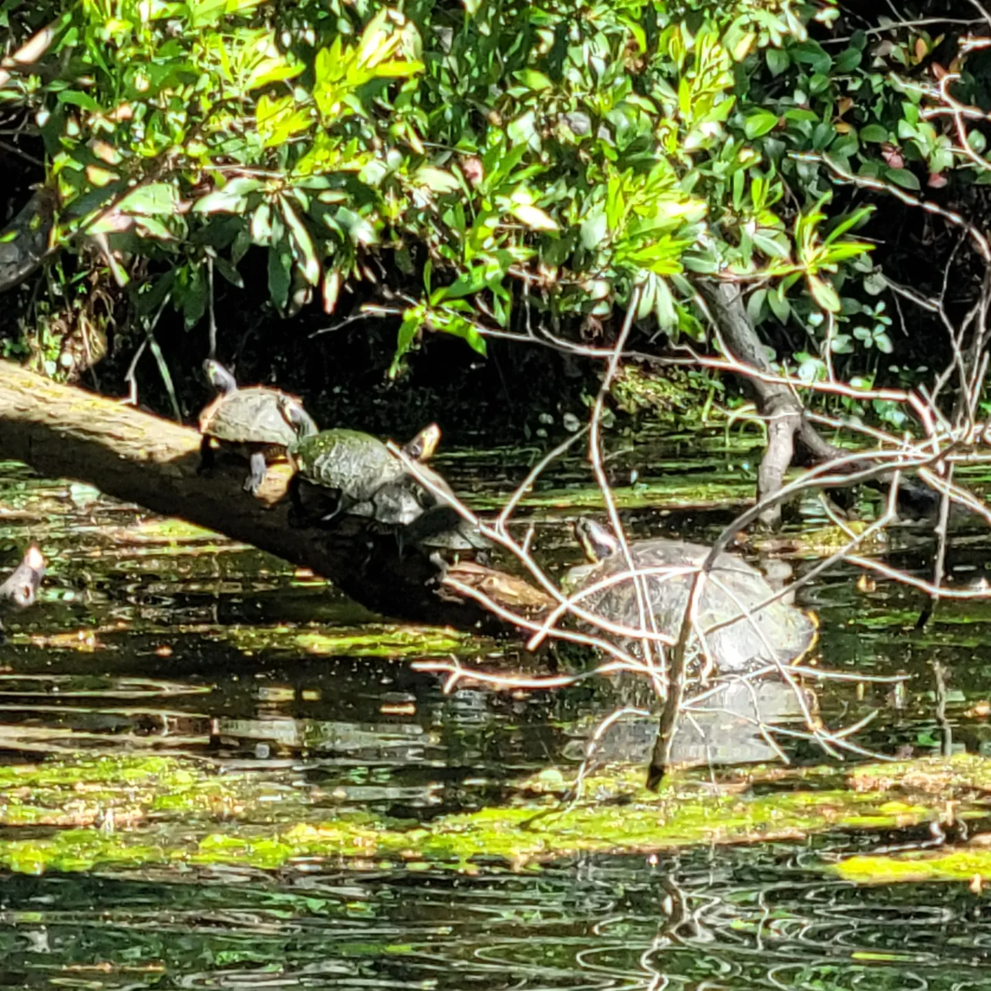 Masonboro Paddle Co. - Greenfield Lake - Wilmington, NC - 4/10/22