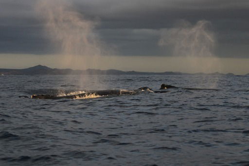 Cabo San Lucas, Mexico - True Baja - Whale Watching - 12/13/22