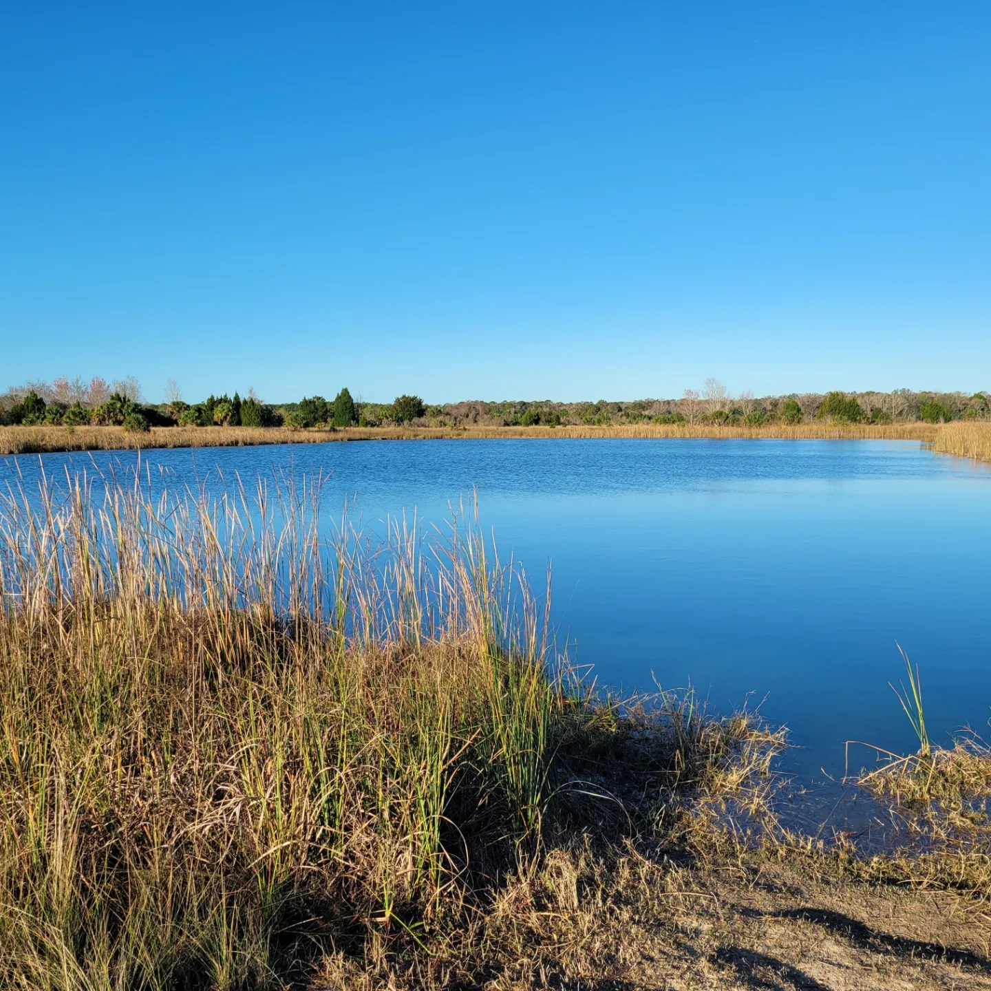 Weekiwachee Preserve Hike - Spring Hill, FL - 2/4/23