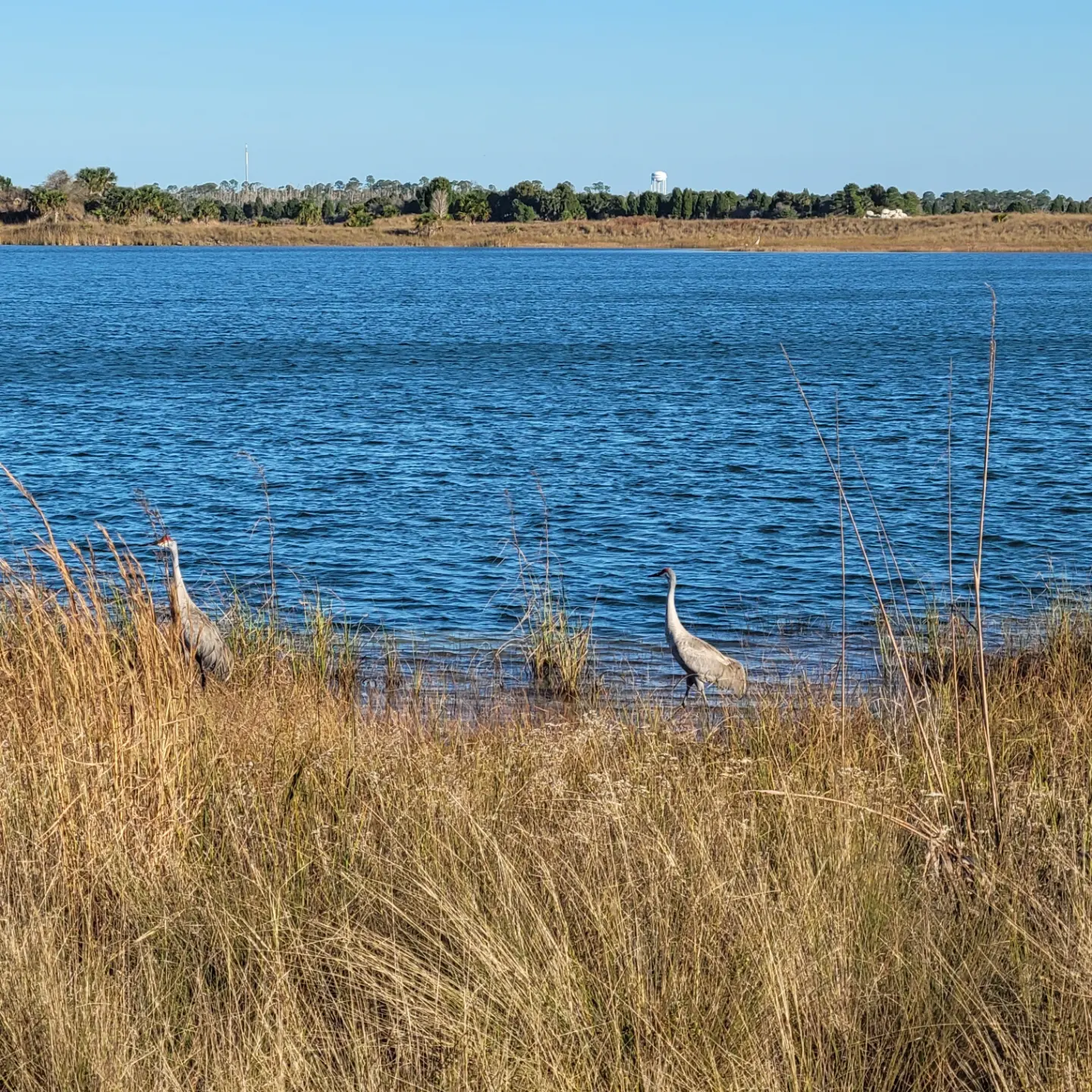 Weekiwachee Preserve Hike - Spring Hill, FL - 2/4/23