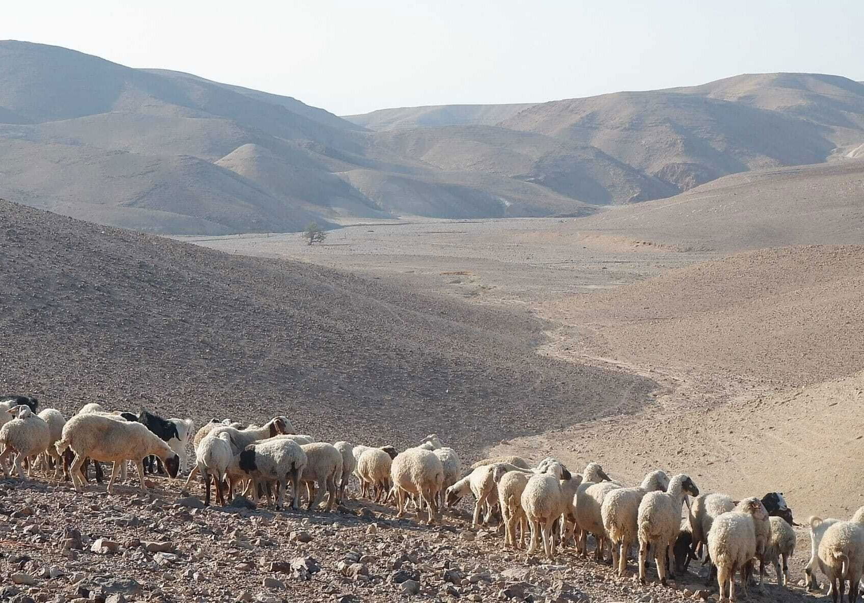 פסטיבל "נוקדים עם כוכבים"