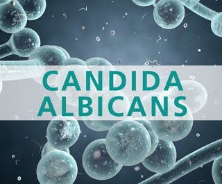 MIÉRT FORDULNAK AZ EMBEREK A CBD-HEZ A CANDIDA MIATT?
