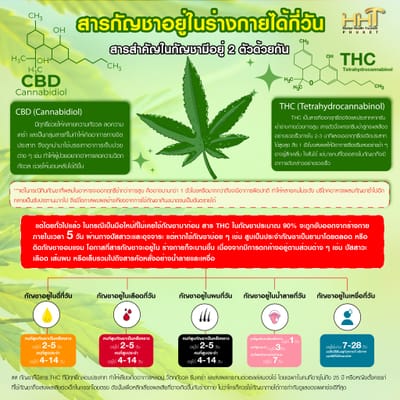 สารกัญชาอยู่ในร่างกายได้กี่วัน