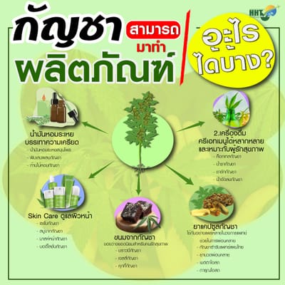 กัญชา ของเราสามารถนำไปทำผลิตภัณฑ์ อะไรได้บ้าง