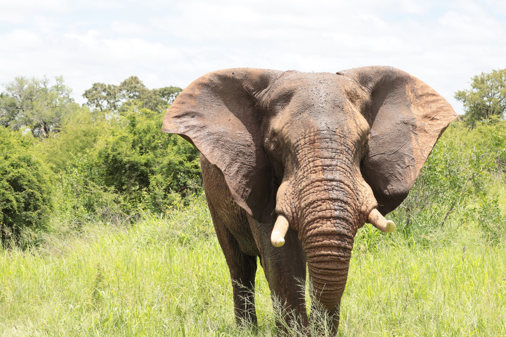 Bull Elephant calm