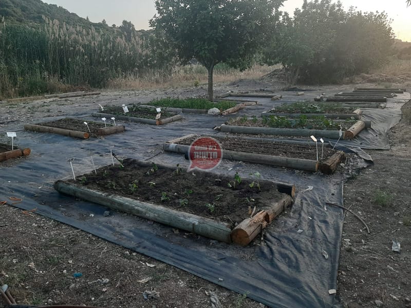 כיצד יוצאים מהקורונה אל שנת השמיטה