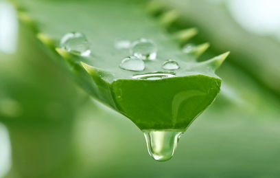 העלה הירוק שעולם המדע מסתייג ממנו